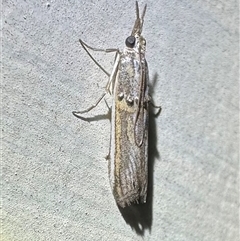 Etiella behrii (Lucerne Seed Web Moth) at Ainslie, ACT - 7 Nov 2024 by Pirom