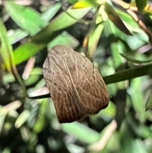 Tortricopsis pyroptis (A Concealer moth (Wingia Group)) at Ainslie, ACT by Pirom