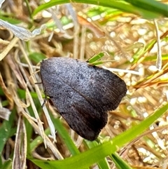 Tortricopsis semijunctella (A Concealer moth (Wingia group)) at Ainslie, ACT - 16 Nov 2024 by Pirom