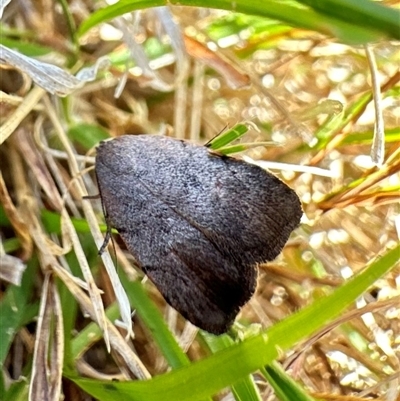 Tortricopsis semijunctella (A Concealer moth (Wingia group)) at Ainslie, ACT - 16 Nov 2024 by Pirom