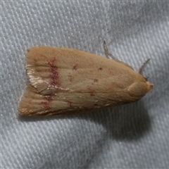 Heteroteucha occidua (A concealer moth (Wingia group)) at Freshwater Creek, VIC - 10 Apr 2020 by WendyEM