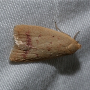 Heteroteucha occidua at Freshwater Creek, VIC - 10 Apr 2020