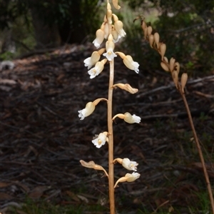 Gastrodia procera (Tall Potato Orchid) at Acton, ACT by BB23