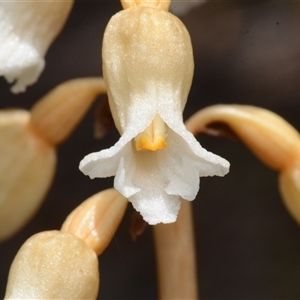 Gastrodia procera at Acton, ACT - suppressed