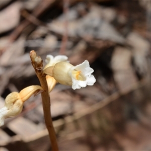 Gastrodia procera at Acton, ACT - suppressed