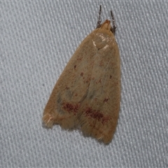 Heteroteucha occidua (A concealer moth) at Freshwater Creek, VIC - 11 Apr 2020 by WendyEM