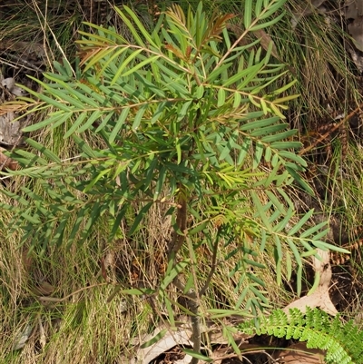 Polyscias sambucifolia subsp. Short leaflets (V.Stajsic 196) Vic. Herbarium (Elderberry Panax, Ornamental Ash, Elderberry Ash) at Uriarra Village, ACT - 21 Nov 2024 by KenT