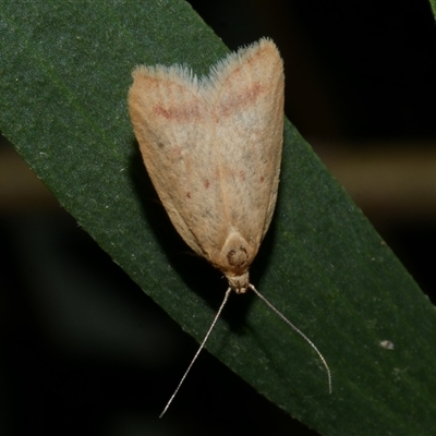 Heteroteucha occidua (A concealer moth (Wingia group)) at Freshwater Creek, VIC - 11 Apr 2020 by WendyEM
