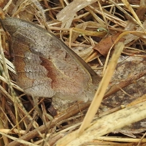 Heteronympha merope at Kambah, ACT - 4 Dec 2024 07:28 AM