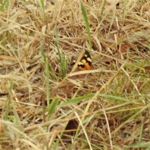 Heteronympha merope at Kambah, ACT - 4 Dec 2024 07:28 AM