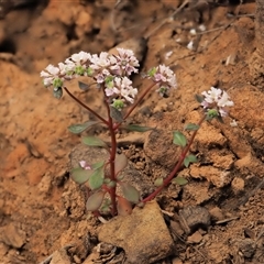 Poranthera microphylla (Small Poranthera) at Uriarra Village, ACT - 21 Nov 2024 by KenT