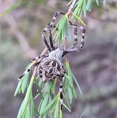 Backobourkia sp. (genus) at Bungendore, NSW - 4 Dec 2024 by clarehoneydove