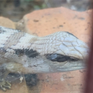 Tiliqua scincoides scincoides at Wodonga, VIC by KylieWaldon