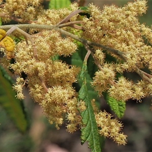 Pomaderris aspera at Uriarra Village, ACT - 22 Nov 2024 11:21 AM