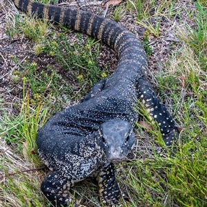 Varanus rosenbergi at Rendezvous Creek, ACT - 4 Dec 2024