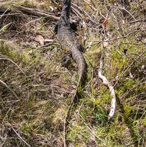 Varanus rosenbergi at Rendezvous Creek, ACT - 4 Dec 2024