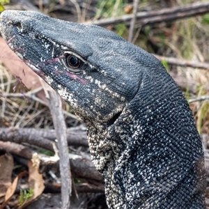 Varanus rosenbergi at Rendezvous Creek, ACT - 4 Dec 2024