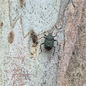 Notius depressus (Shield bug) at Tarago, NSW by clarehoneydove