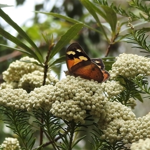 Heteronympha merope (Common Brown Butterfly) at Acton, ACT by HelenCross