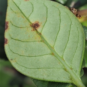 Puccinia coprosmae at Uriarra Village, ACT - 22 Nov 2024