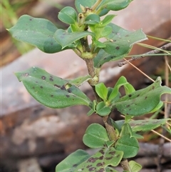 Puccinia coprosmae at Uriarra Village, ACT - 22 Nov 2024