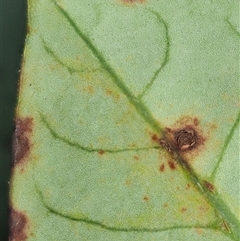 Puccinia coprosmae at Uriarra Village, ACT - 22 Nov 2024