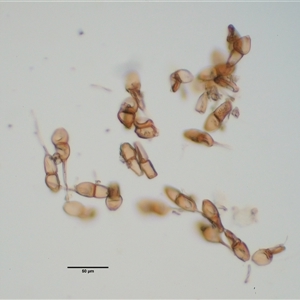 Puccinia coprosmae at Uriarra Village, ACT - 22 Nov 2024