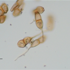 Puccinia coprosmae at Uriarra Village, ACT - 22 Nov 2024