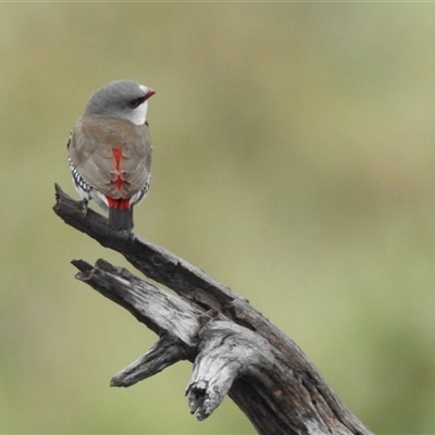 Stagonopleura guttata (Diamond Firetail) at Kambah, ACT - 4 Dec 2024 by HelenCross