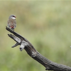 Stagonopleura guttata at Kambah, ACT - 4 Dec 2024