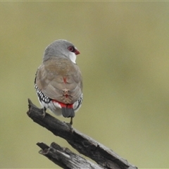 Stagonopleura guttata at Kambah, ACT - 4 Dec 2024