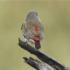 Stagonopleura guttata at Kambah, ACT - 4 Dec 2024