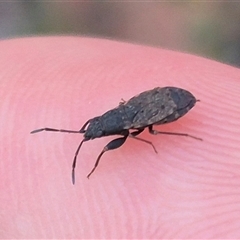 Unidentified Insect at Bungendore, NSW - 4 Dec 2024 by clarehoneydove