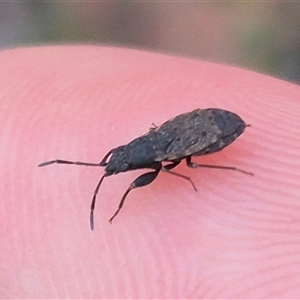 Rhyparochromidae (family) at Bungendore, NSW - suppressed