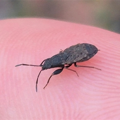 Rhyparochromidae (family) (Seed bug) at Bungendore, NSW - 4 Dec 2024 by clarehoneydove