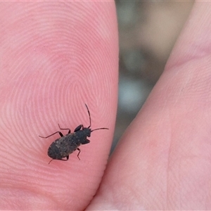 Rhyparochromidae (family) at Bungendore, NSW - suppressed