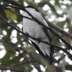 Lalage tricolor (White-winged Triller) at Kambah, ACT - 4 Dec 2024 by HelenCross