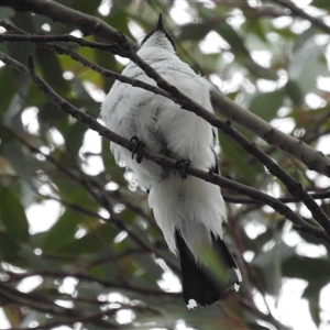 Lalage tricolor at Kambah, ACT - 4 Dec 2024