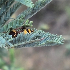 Macrobathra chrysotoxa (A Cosmet moth (Cosmopteriginae) at Bungendore, NSW - 4 Dec 2024 by clarehoneydove