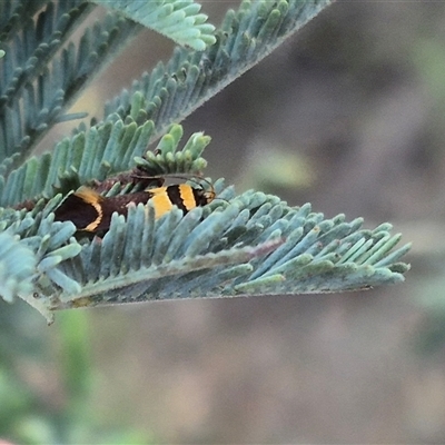 Macrobathra chrysotoxa (A cosmet moth) at Bungendore, NSW - 4 Dec 2024 by clarehoneydove