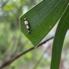 Philenora aspectalella (Little Mask Philenora) at Tarago, NSW - 3 Dec 2024 by clarehoneydove