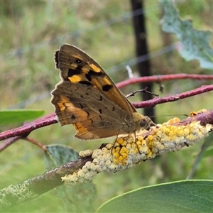 Heteronympha merope (Common Brown Butterfly) at Tarago, NSW by clarehoneydove