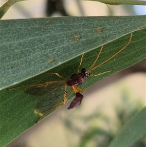 Ichneumonidae (family) at Tarago, NSW - 3 Dec 2024 05:05 PM