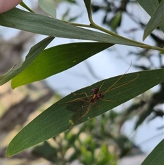 Ichneumonidae (family) at Tarago, NSW - 3 Dec 2024 05:05 PM