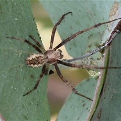 Unidentified Orb-weaving spider (several families) at Tarago, NSW - 3 Dec 2024 by clarehoneydove