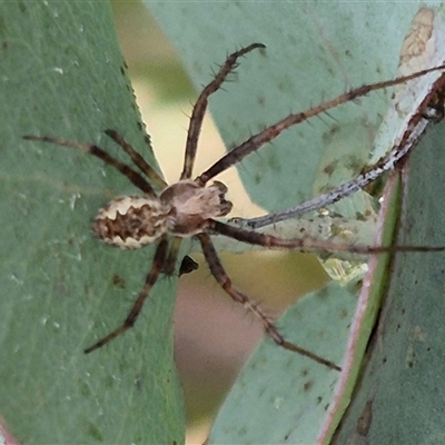 Unidentified Orb-weaving spider (several families) at Tarago, NSW - 3 Dec 2024 by clarehoneydove