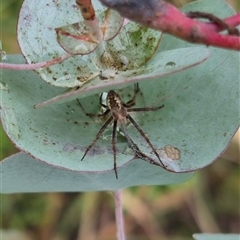 Backobourkia heroine at Tarago, NSW - 3 Dec 2024