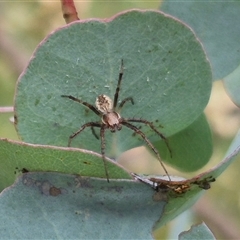 Backobourkia heroine at Tarago, NSW - 3 Dec 2024