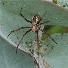 Backobourkia heroine at Tarago, NSW - 3 Dec 2024