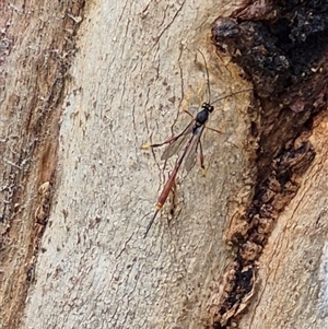 Heteropelma scaposum (Two-toned caterpillar parasite wasp) at Tarago, NSW by clarehoneydove